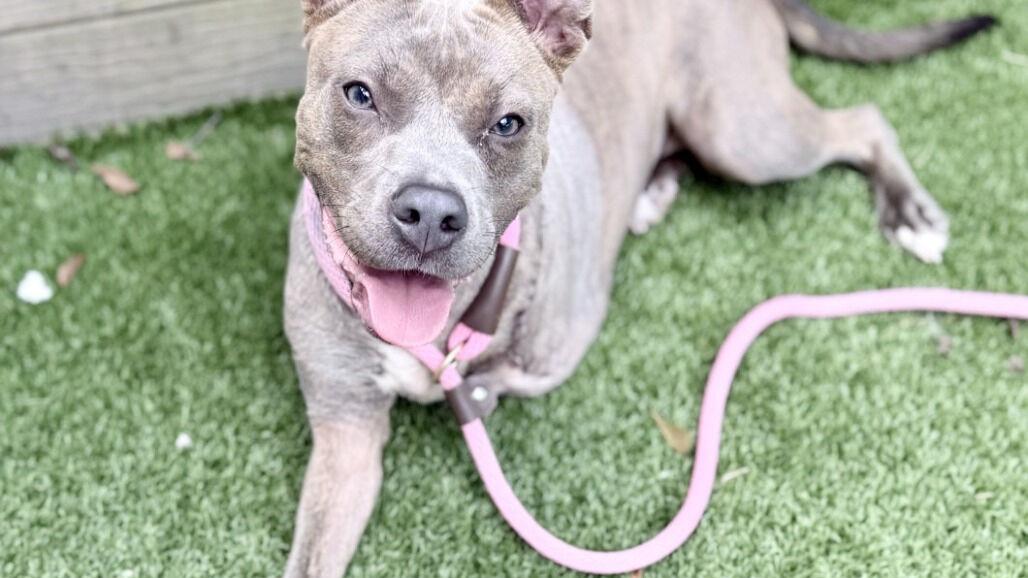 Three-legged dog marks milestone as Brandywine Valley SPCA's 300,000th relocated shelter animal